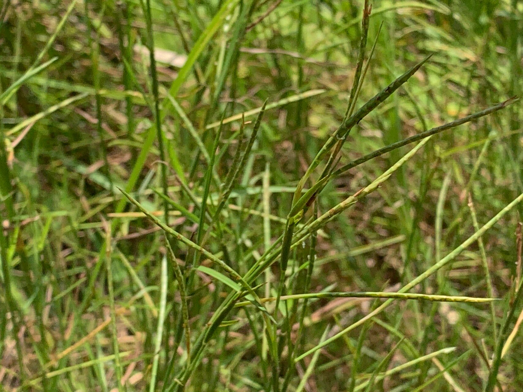 Hemarthria compressa — related species from the same genus