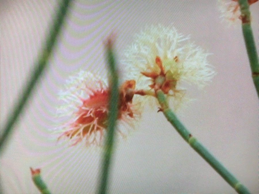 Calligonum mongolicum — related species from the same genus