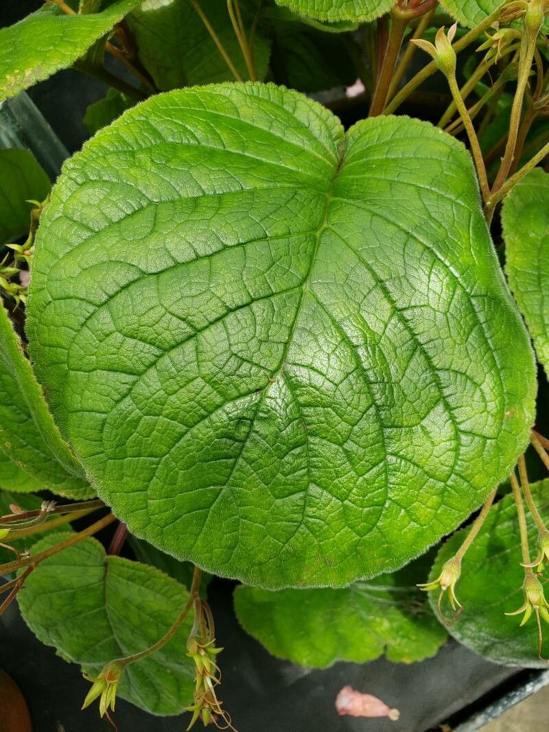 Sinningia eumorpha — search result for 'Sinningia'