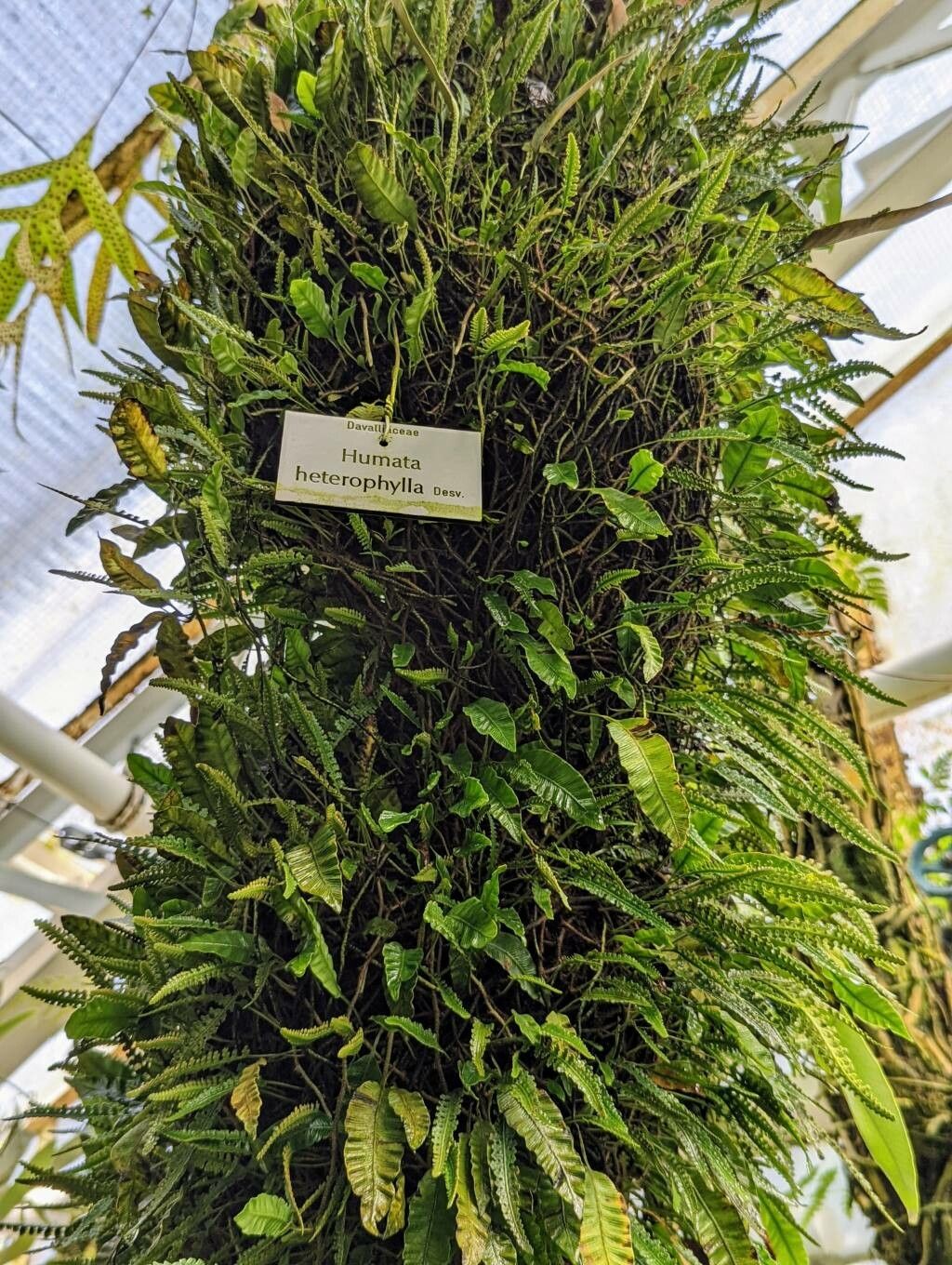 Davallia heterophylla habit