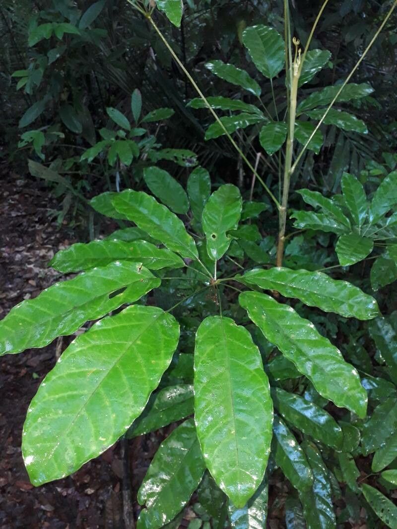 Didymopanax decaphyllus — related species from the same genus