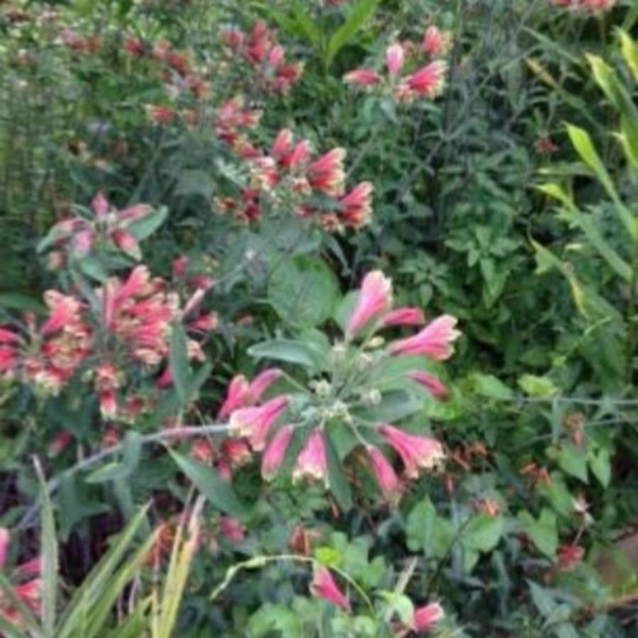 Alstroemeria pulchella flower