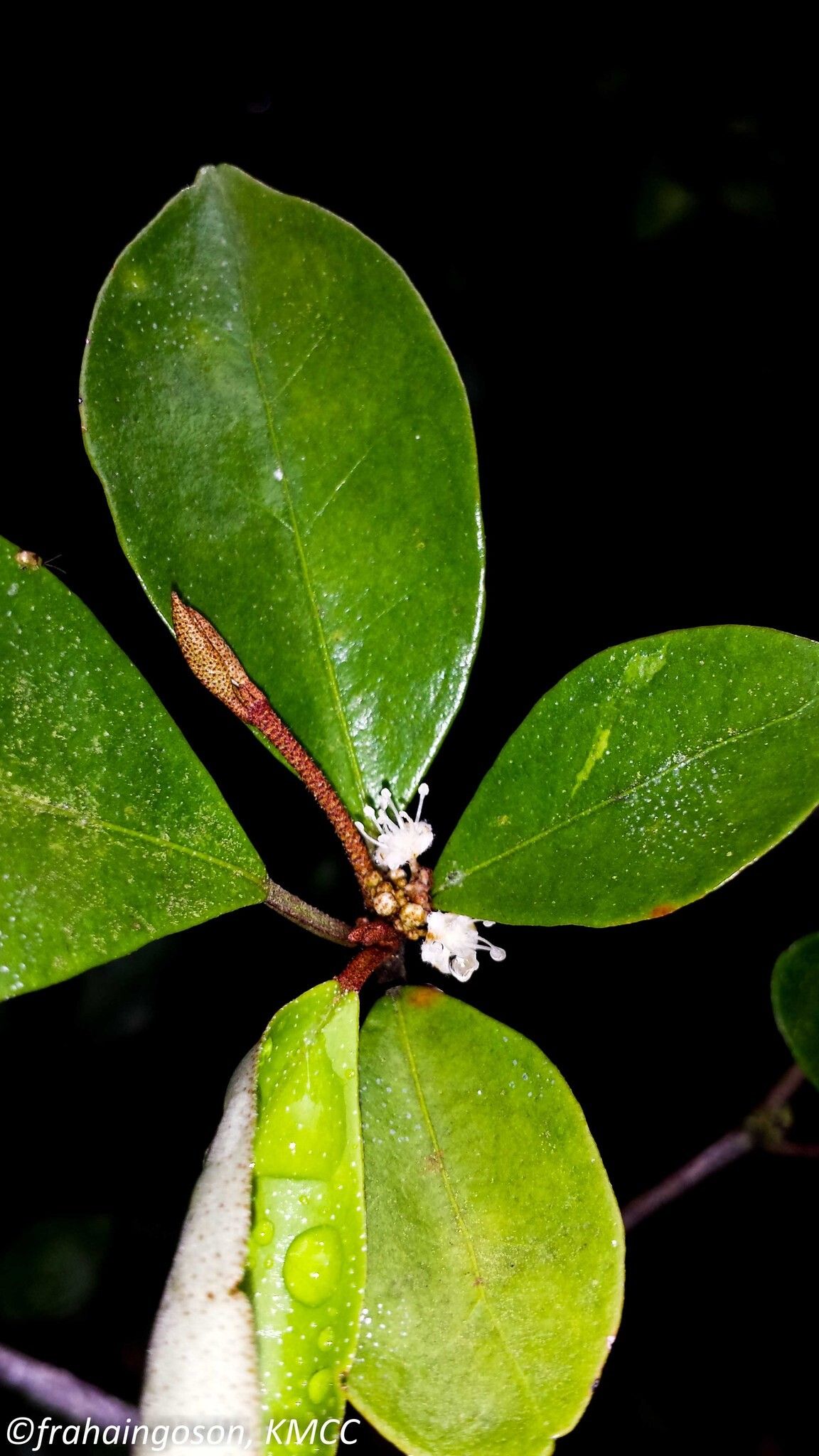 Croton noronhae — houseplant care guide