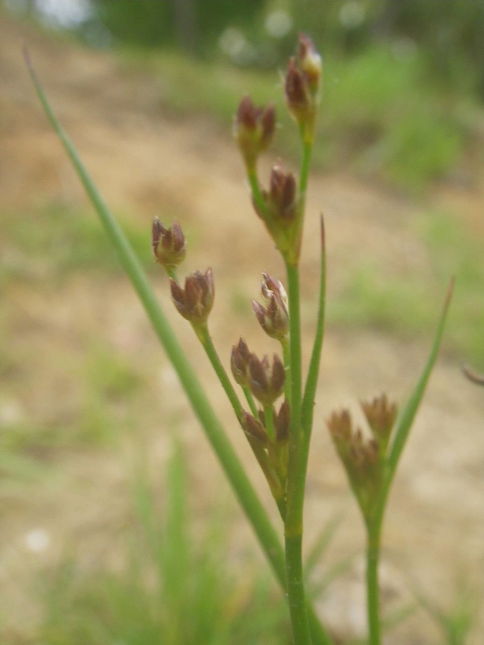 Juncus anceps — search result for 'Juncus'