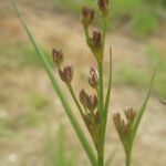 Juncus anceps
