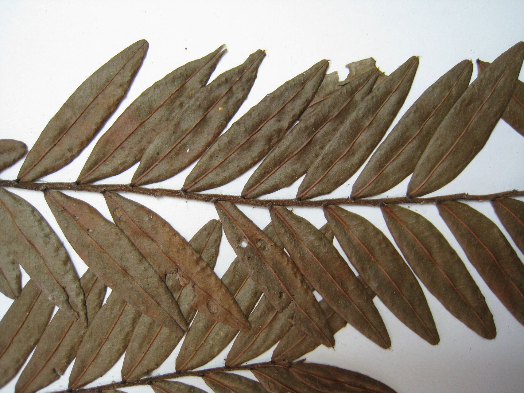 Xylopia parviflora other