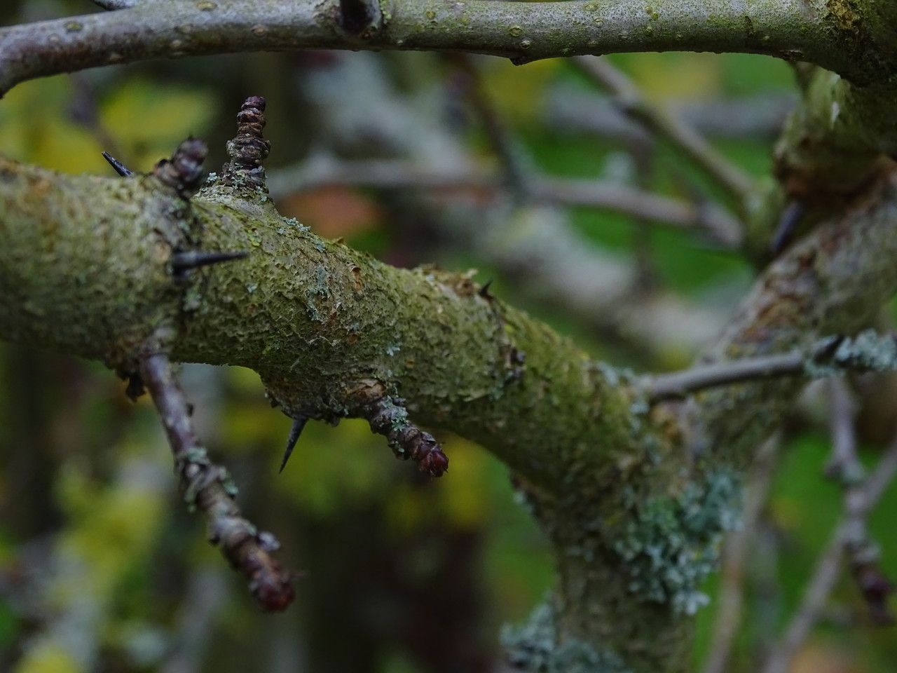 Crataegus chungtienensis bark