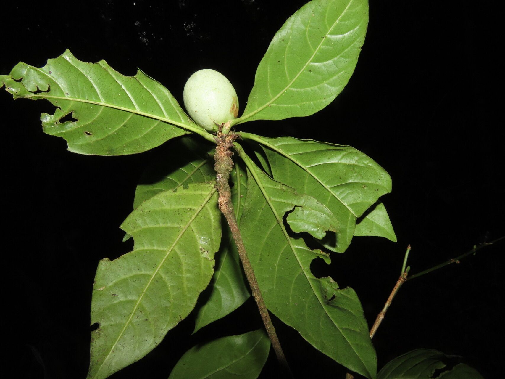 Randia grandifolia leaf