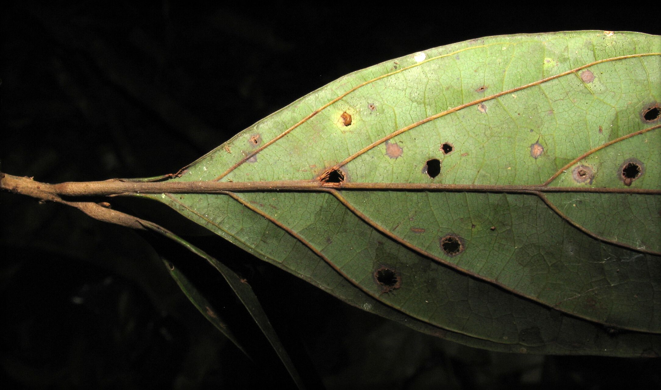 Nectandra matogrossensis — search result for 'Nectandra'