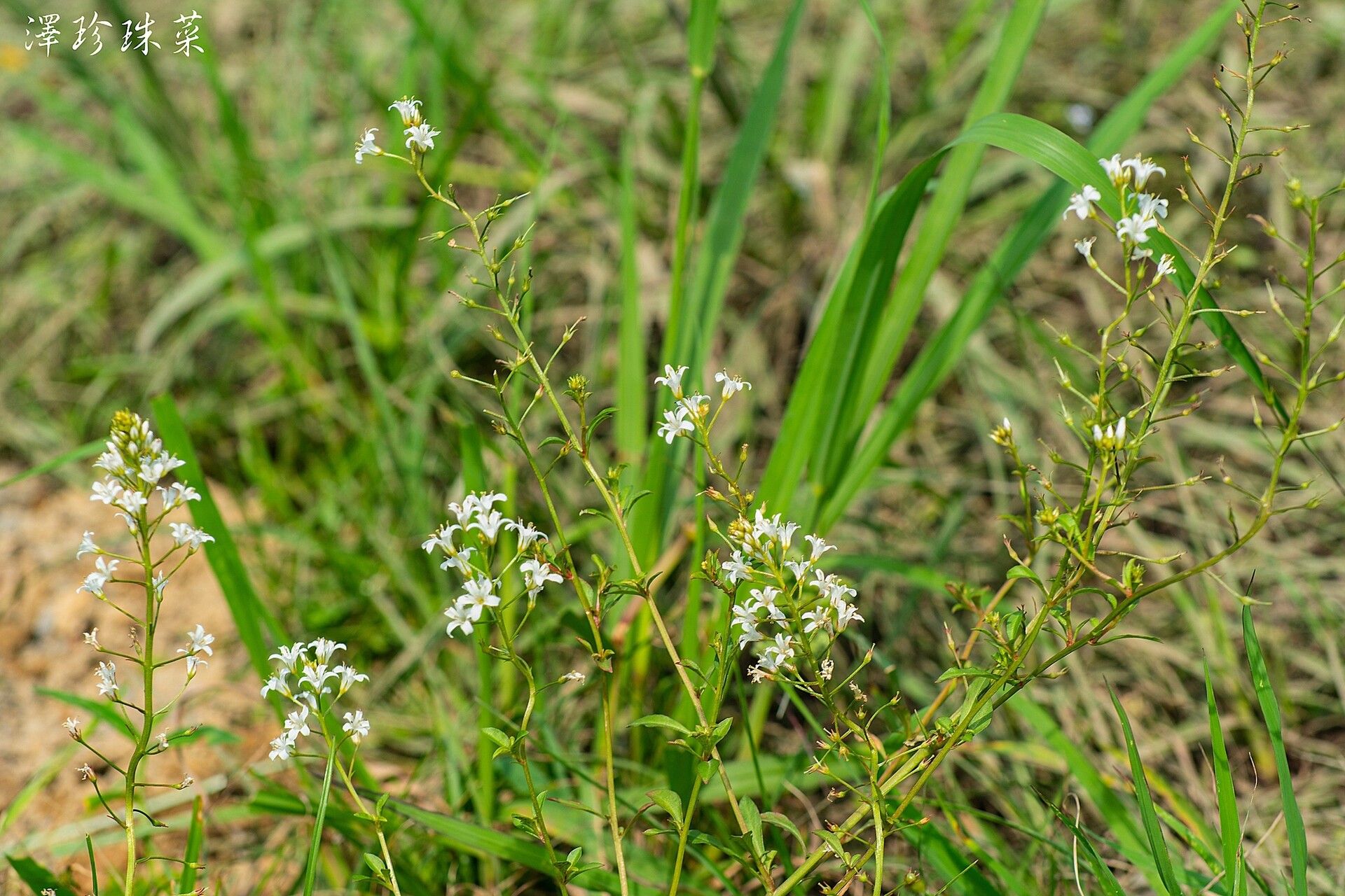 Lysimachia candida habit