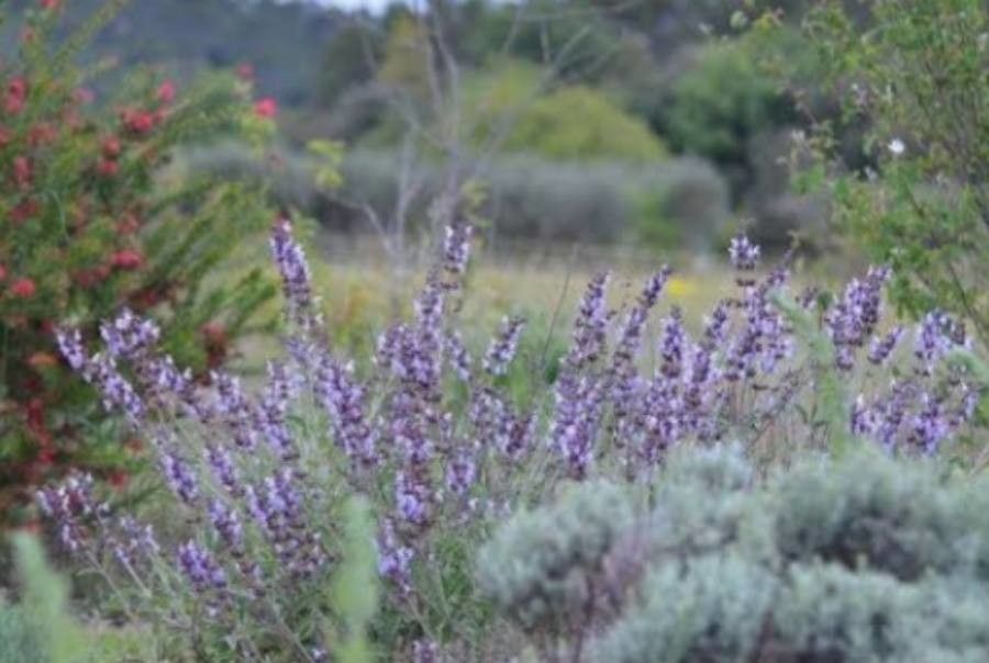 Salvia × auriculata flower