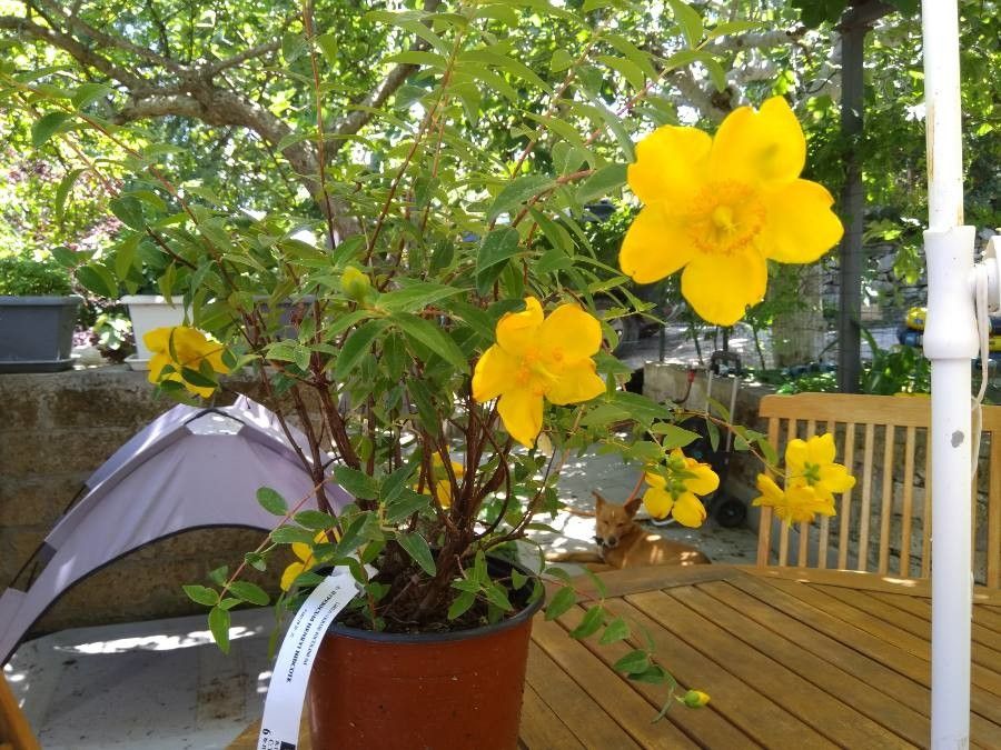 Hypericum henryi — houseplant care guide