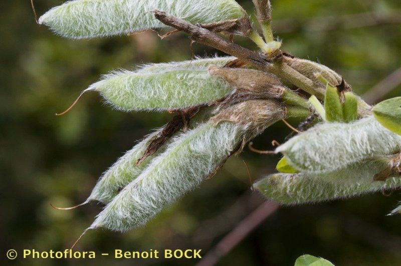 Chamaecytisus elongatus fruit