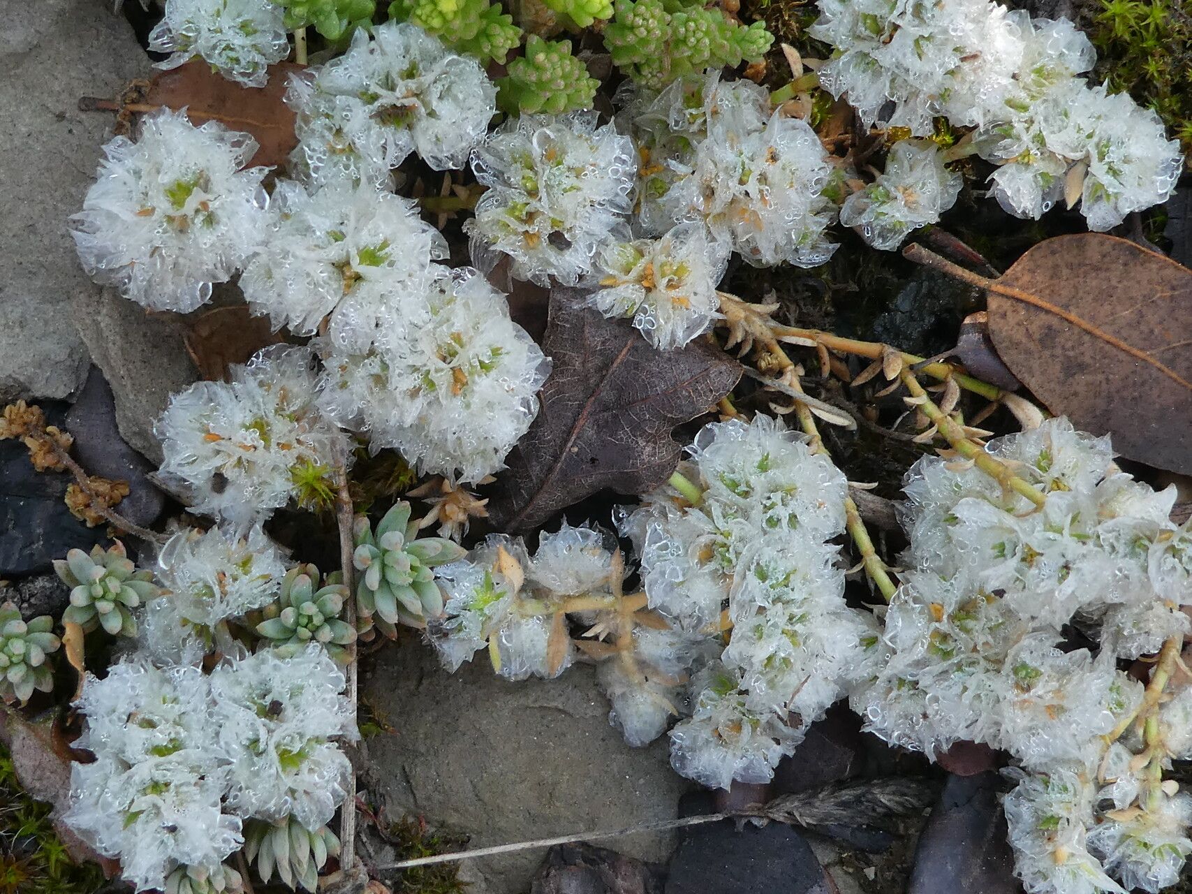 Paronychia capitata bark