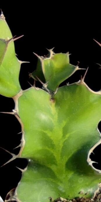Euphorbia halipedicola — houseplant care guide