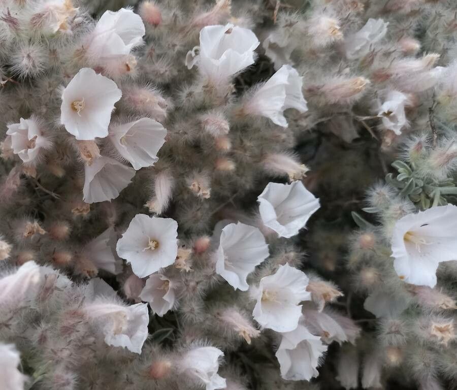 Convolvulus tauricus — search result for 'Convolvulus'