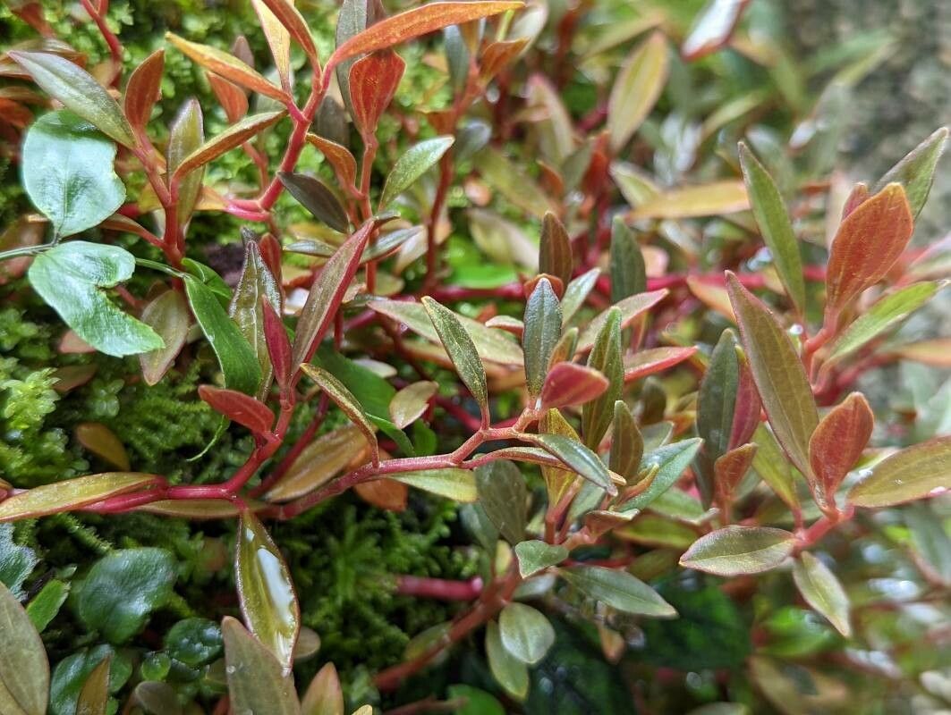 Peperomia flexicaulis leaf