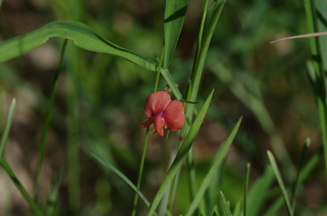 Lathyrus sphaericus flower