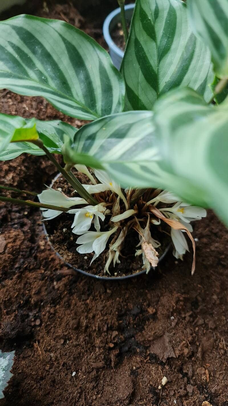 Goeppertia concinna flower
