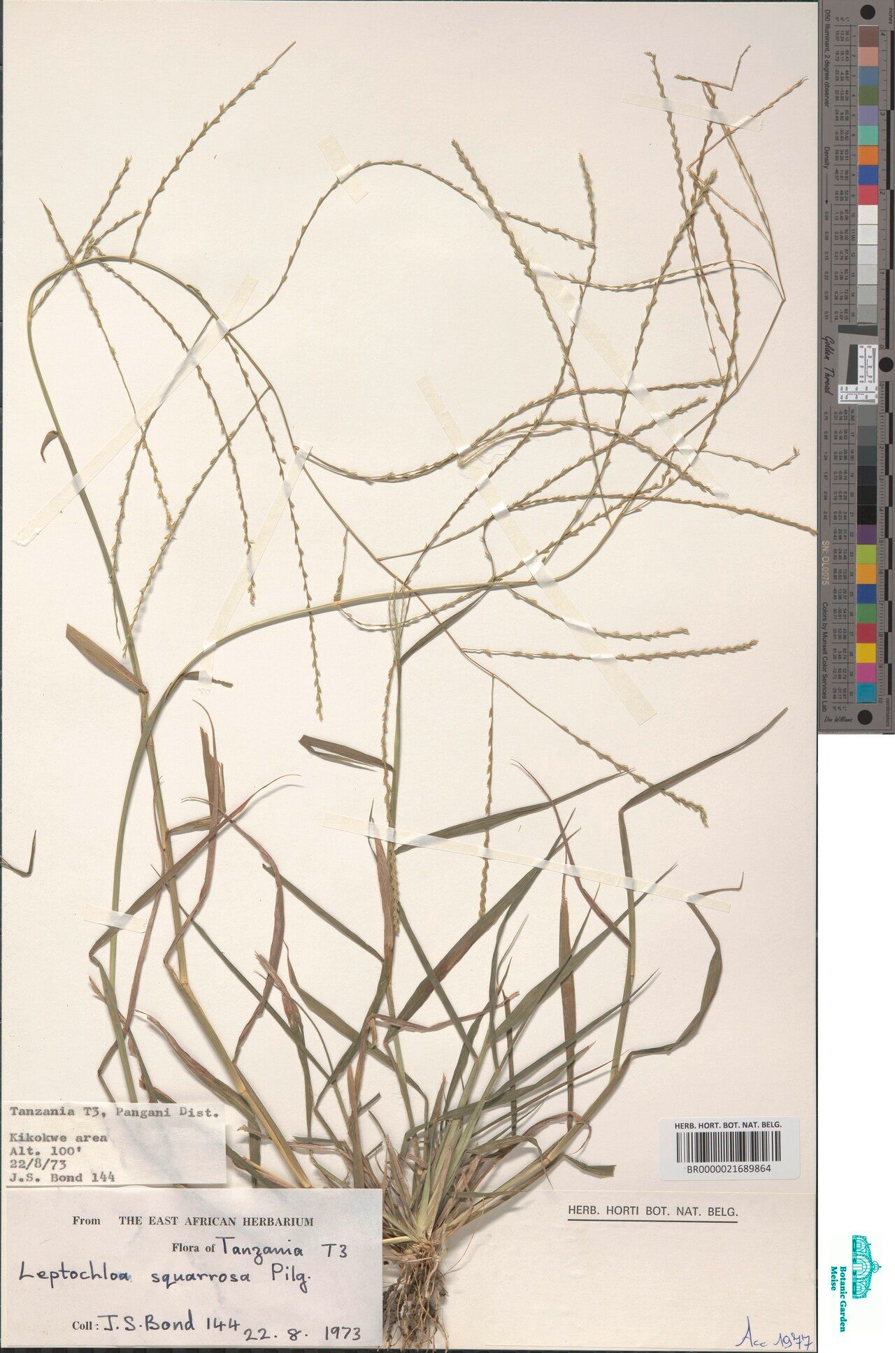 Leptochloa squarrosa — houseplant care guide