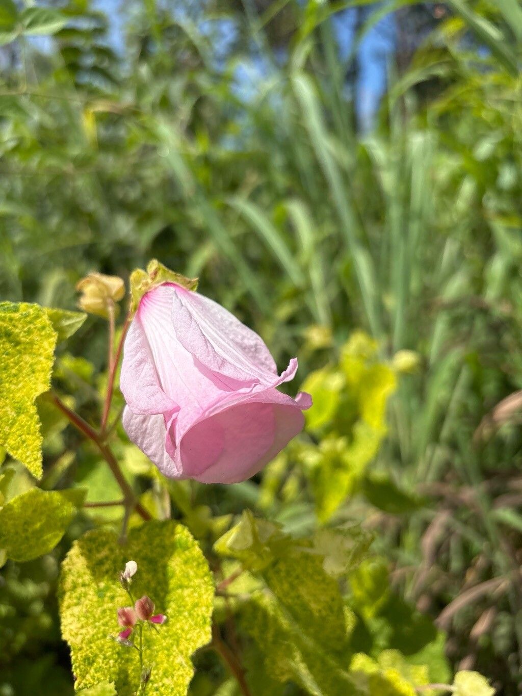 Hibiscus sororius — houseplant care guide