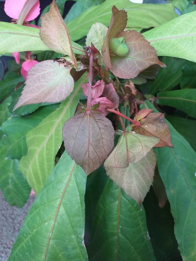 Dalechampia spathulata — houseplant care guide