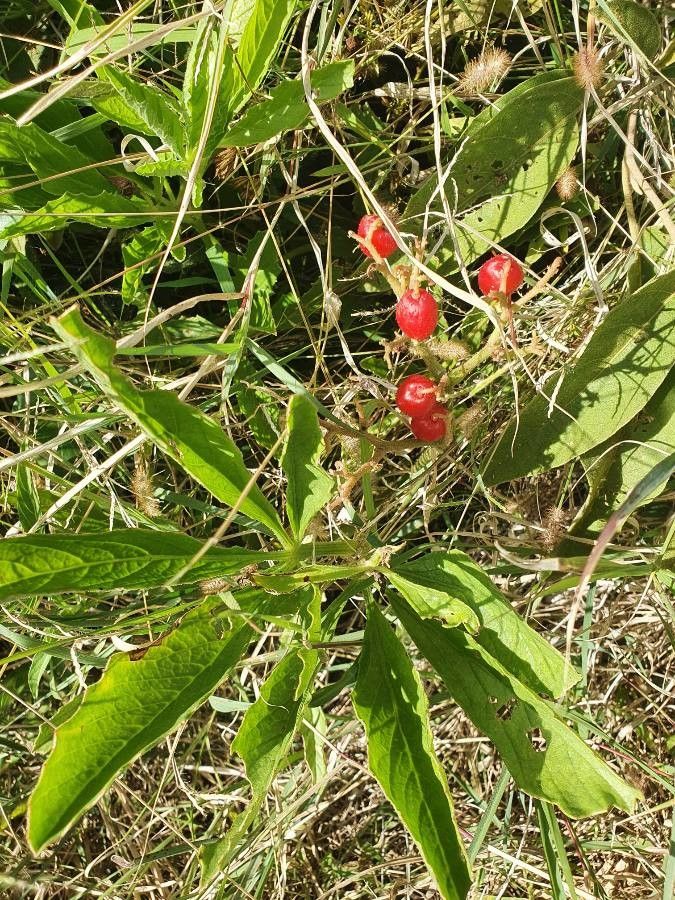 Cyphostemma serpens fruit