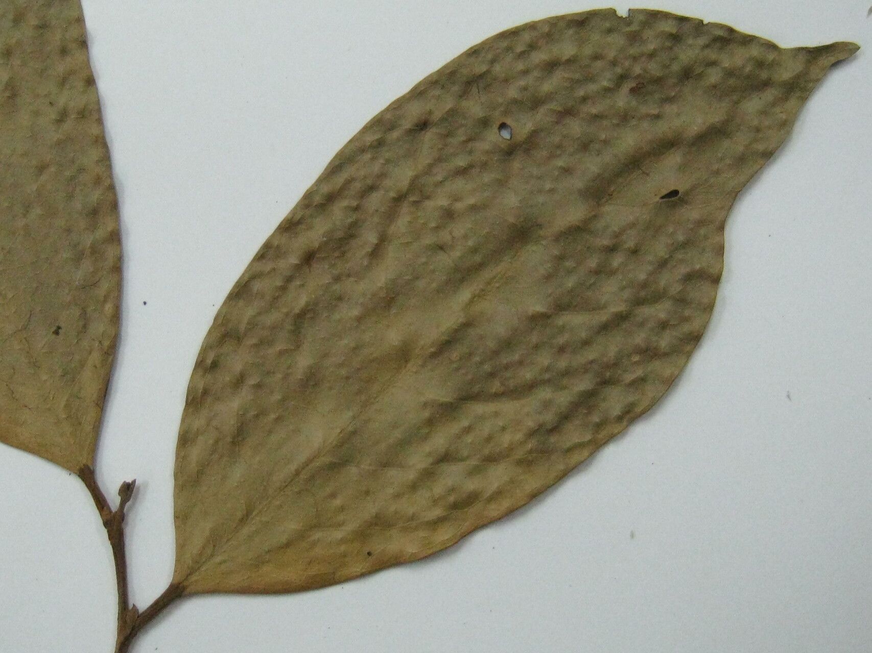 Licania cyathodes other