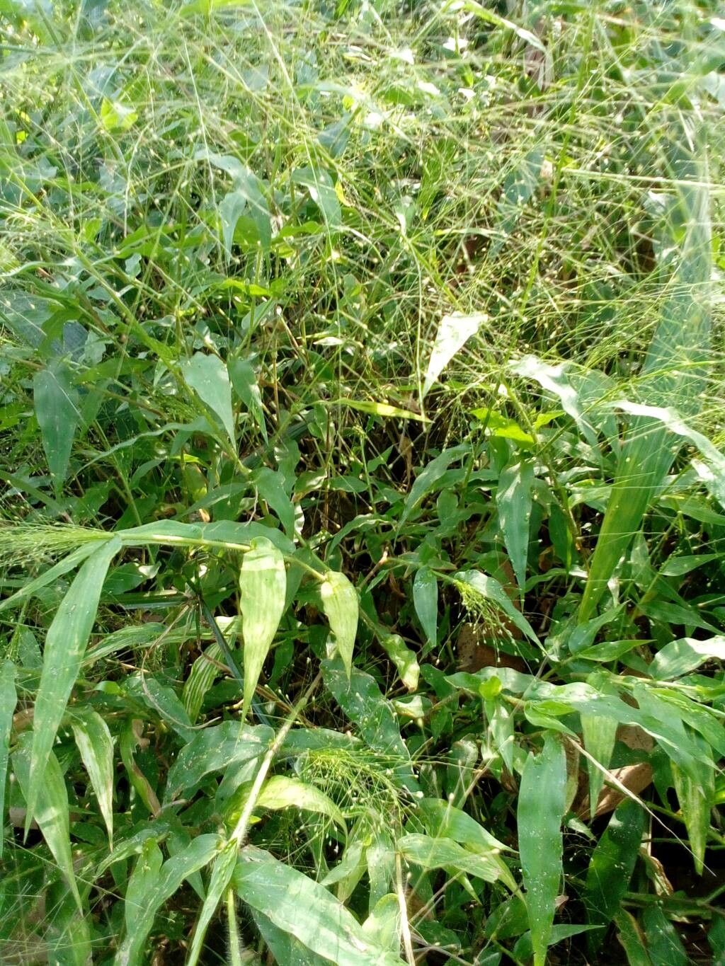 Panicum brevifolium — houseplant care guide