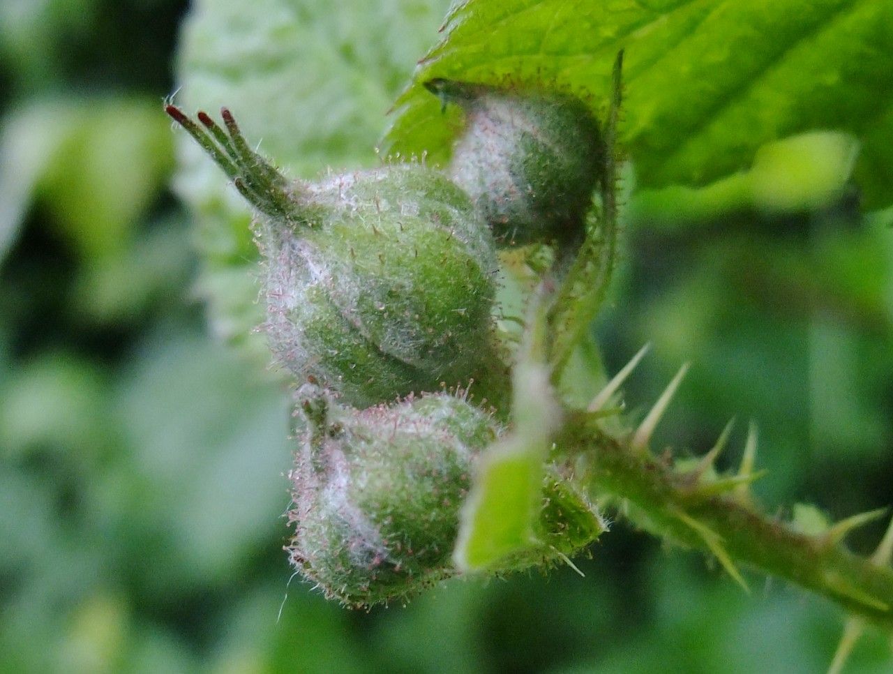 Rubus nemorosus fruit