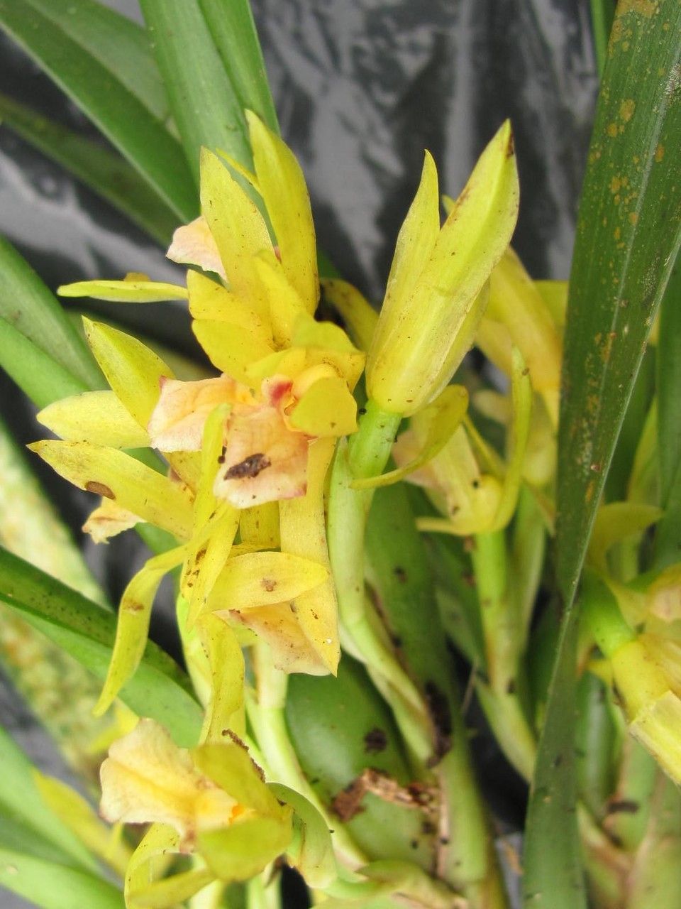 Camaridium gomezianum flower