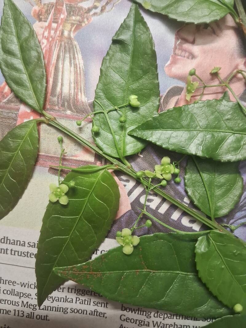 Euonymus echinatus flower