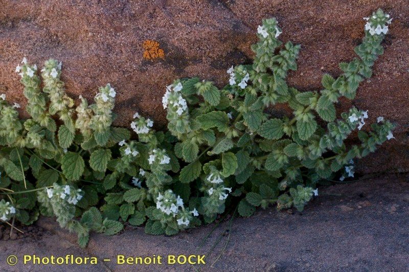 Sideritis villosa other