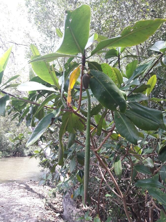 Rhizophora mangle fruit