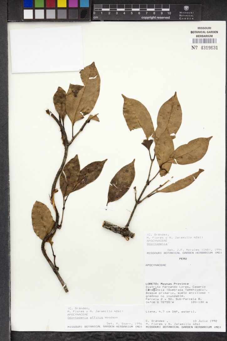 Odontadenia killipii — related species from the same genus