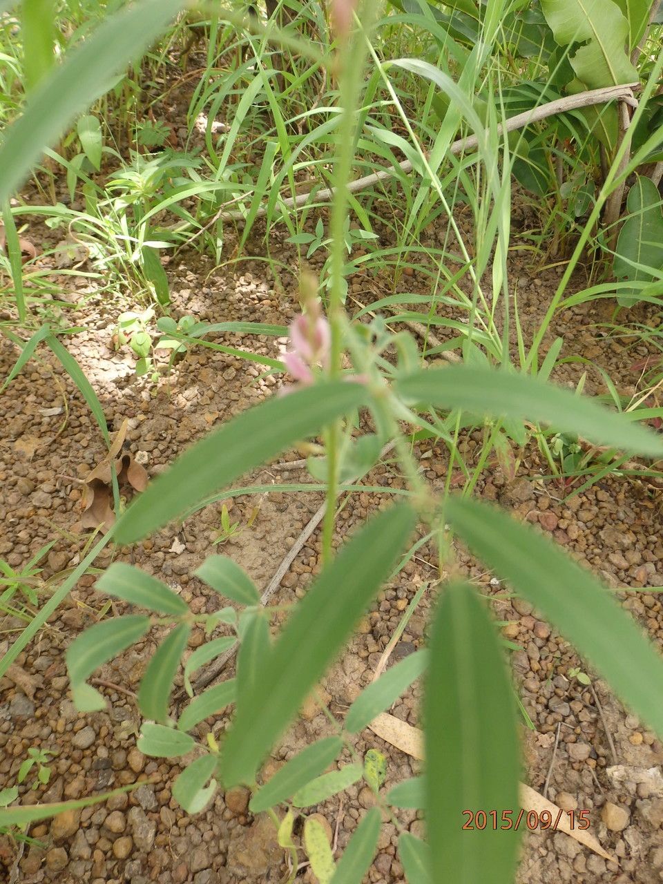 Tephrosia bracteolata — search result for 'Tephrosia'