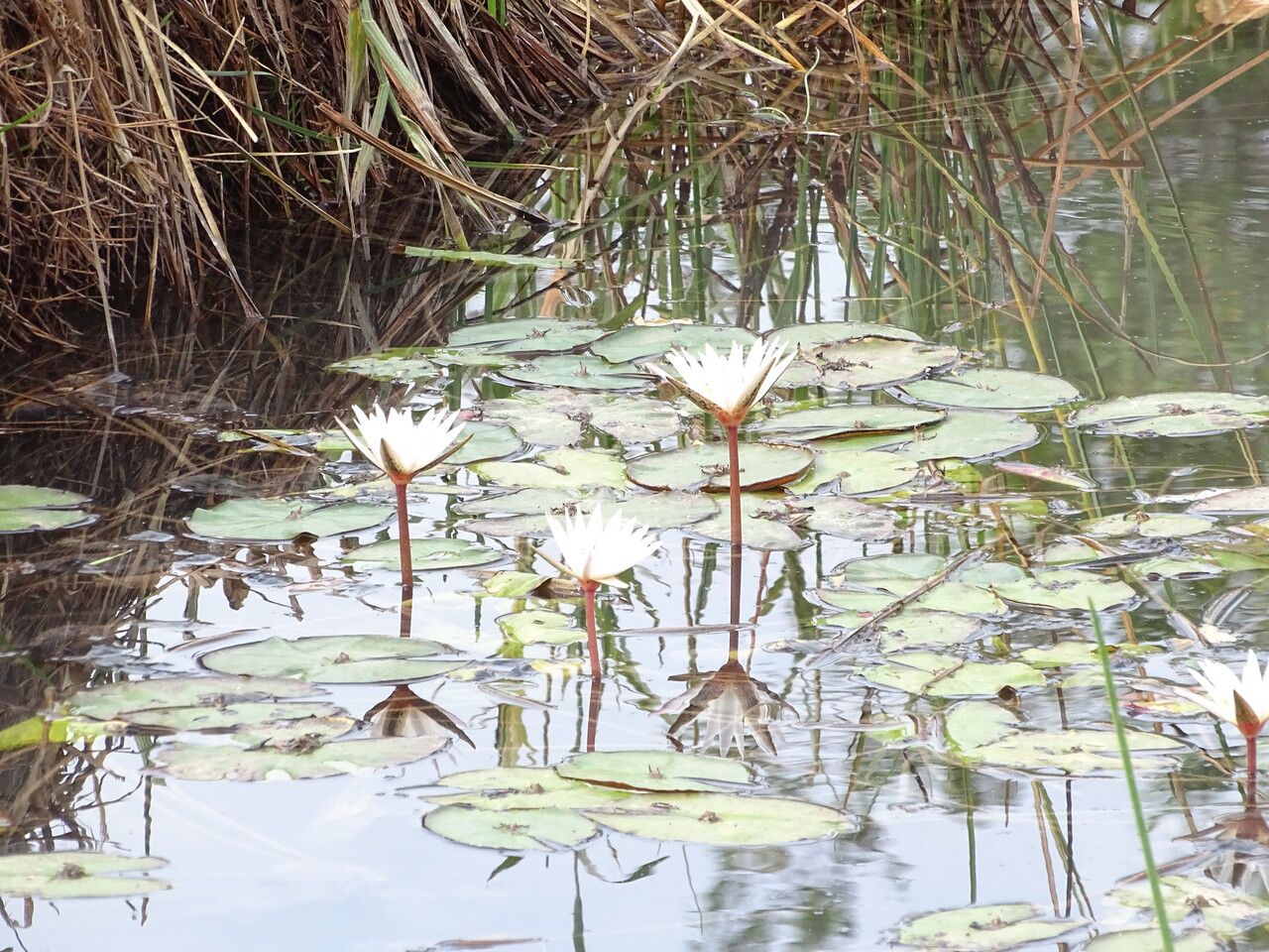 Nymphaea micrantha habit