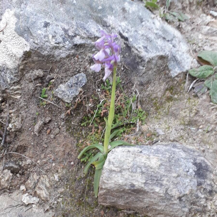 Anacamptis picta habit