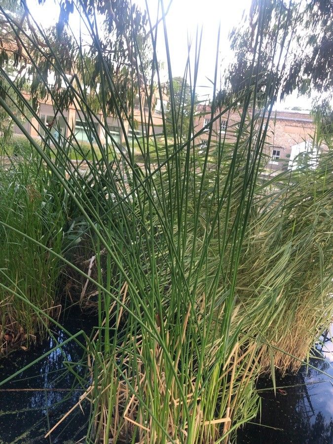 Schoenoplectus lacustris leaf