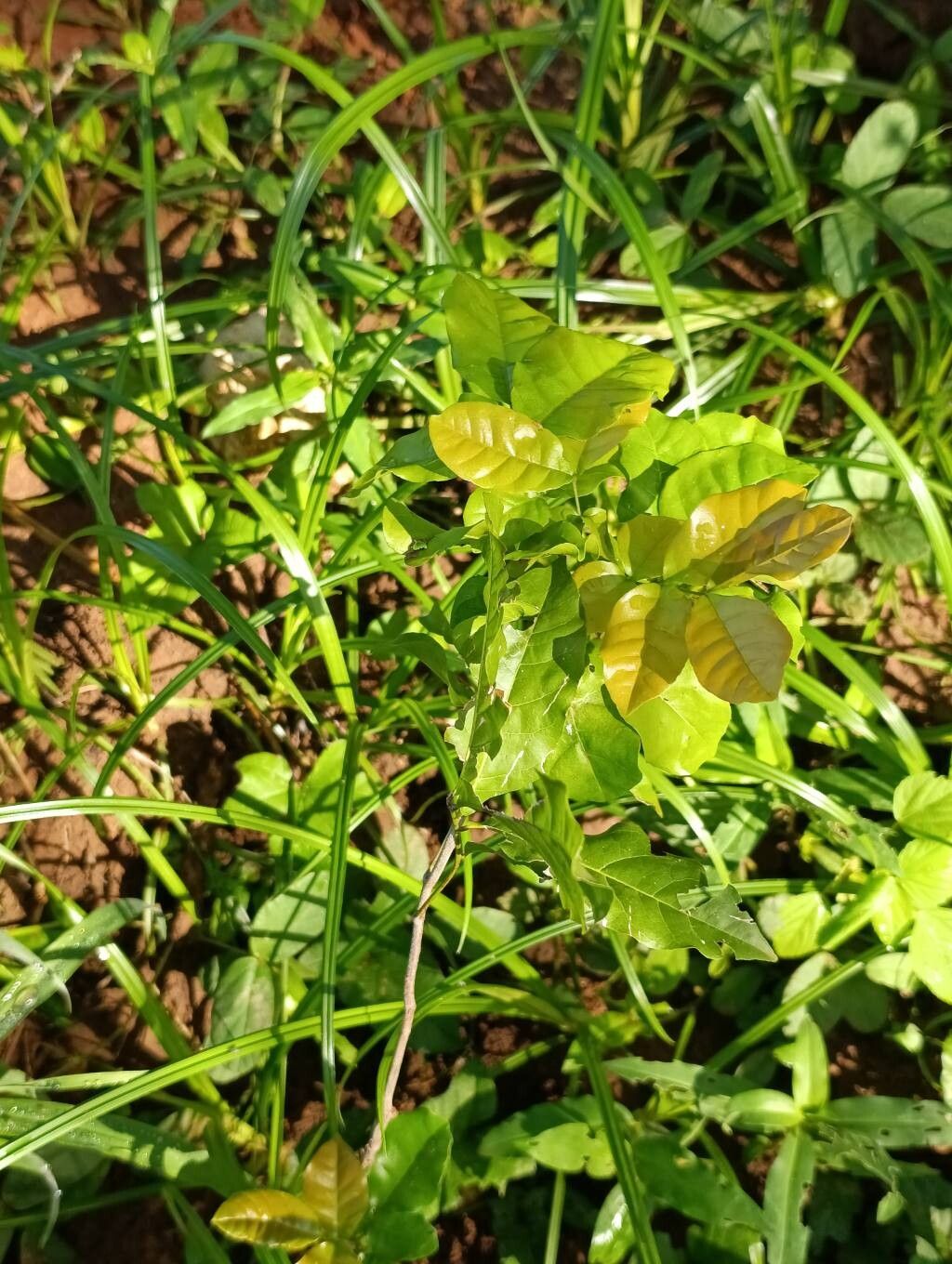 Lecaniodiscus fraxinifolius — houseplant care guide