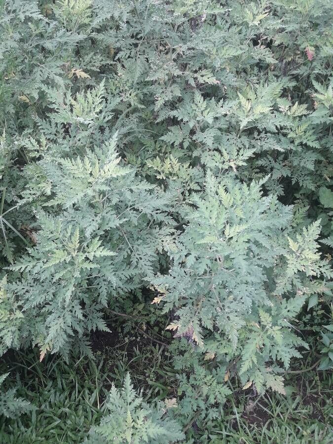 Ambrosia peruviana habit