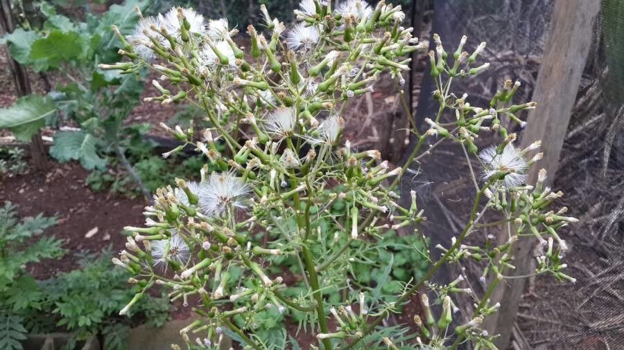 Erechtites valerianifolia