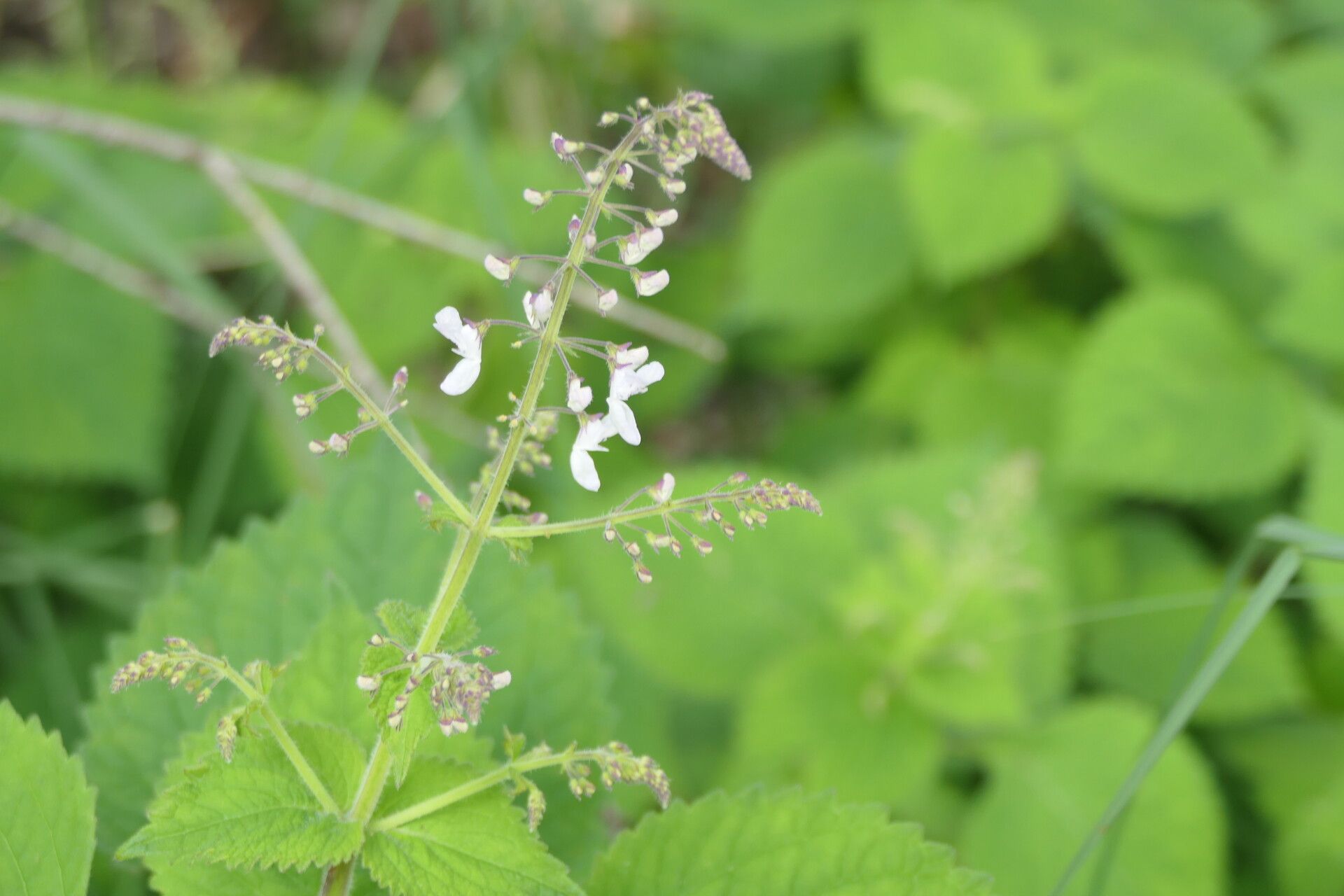 Plectranthus grallatus flower