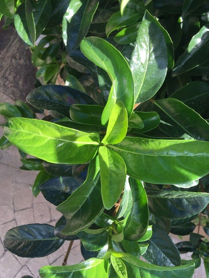 Rothmannia capensis leaf