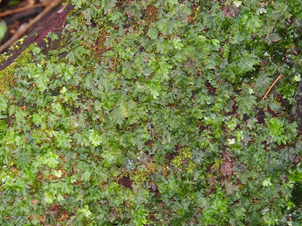 Hymenophyllum leratii habit