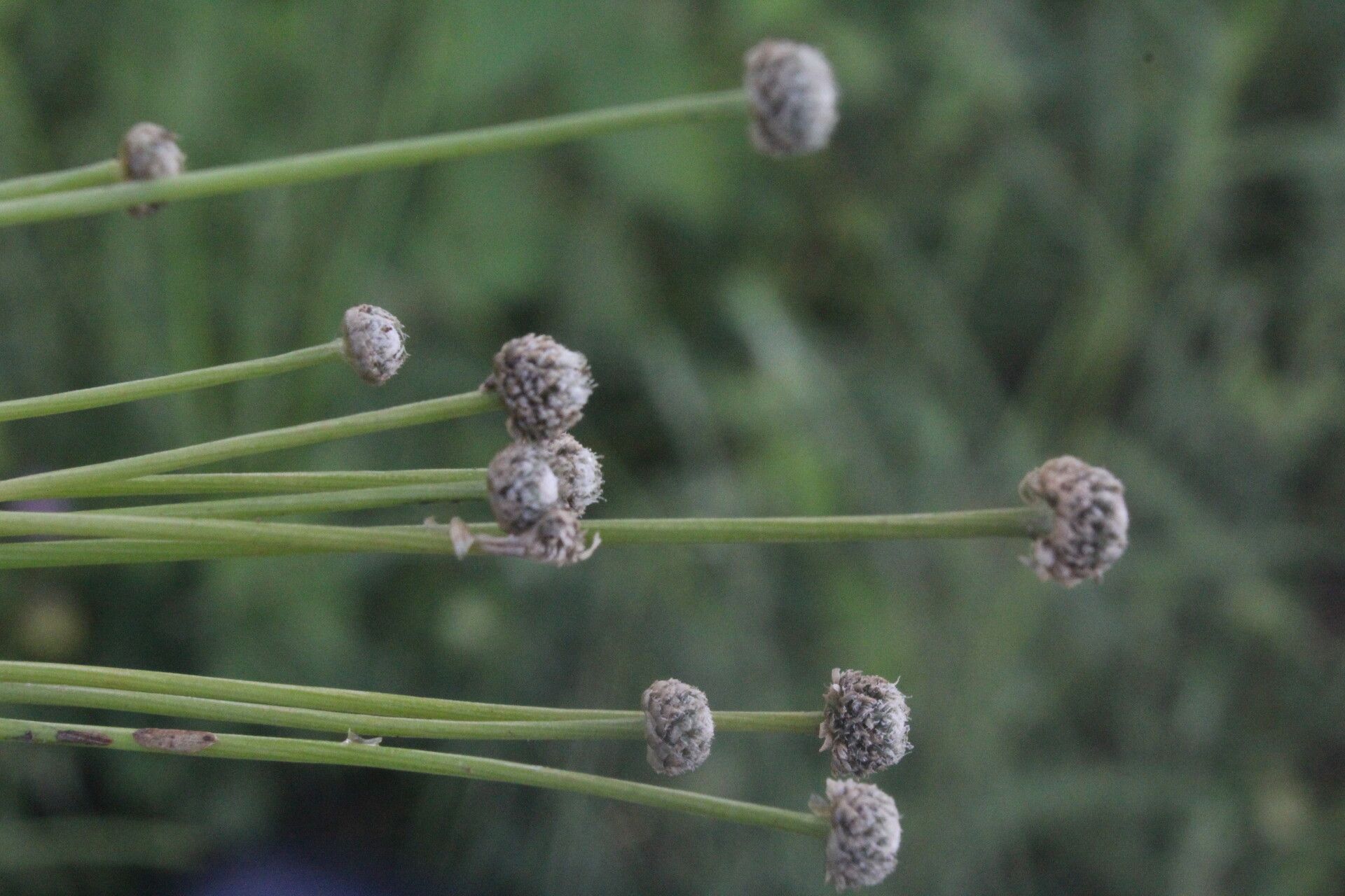 Eriocaulon seemannii fruit