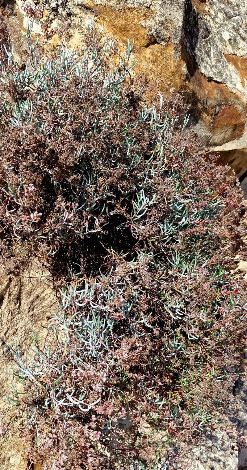 Dicheranthus plocamoides leaf