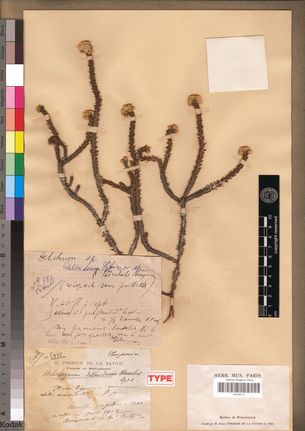 Helichrysum deltoideum — houseplant care guide