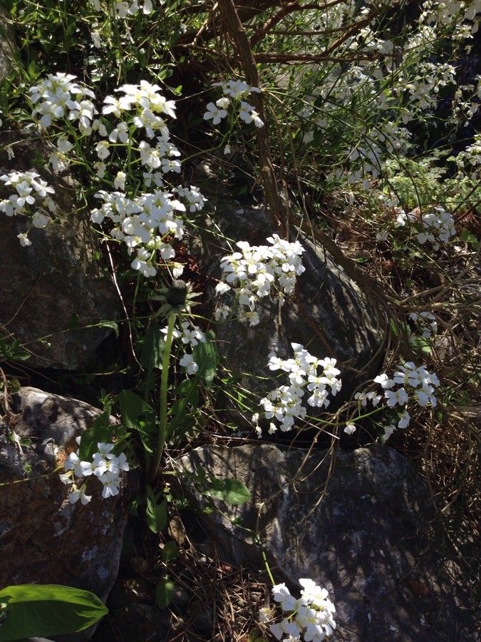 Kernera saxatilis flower