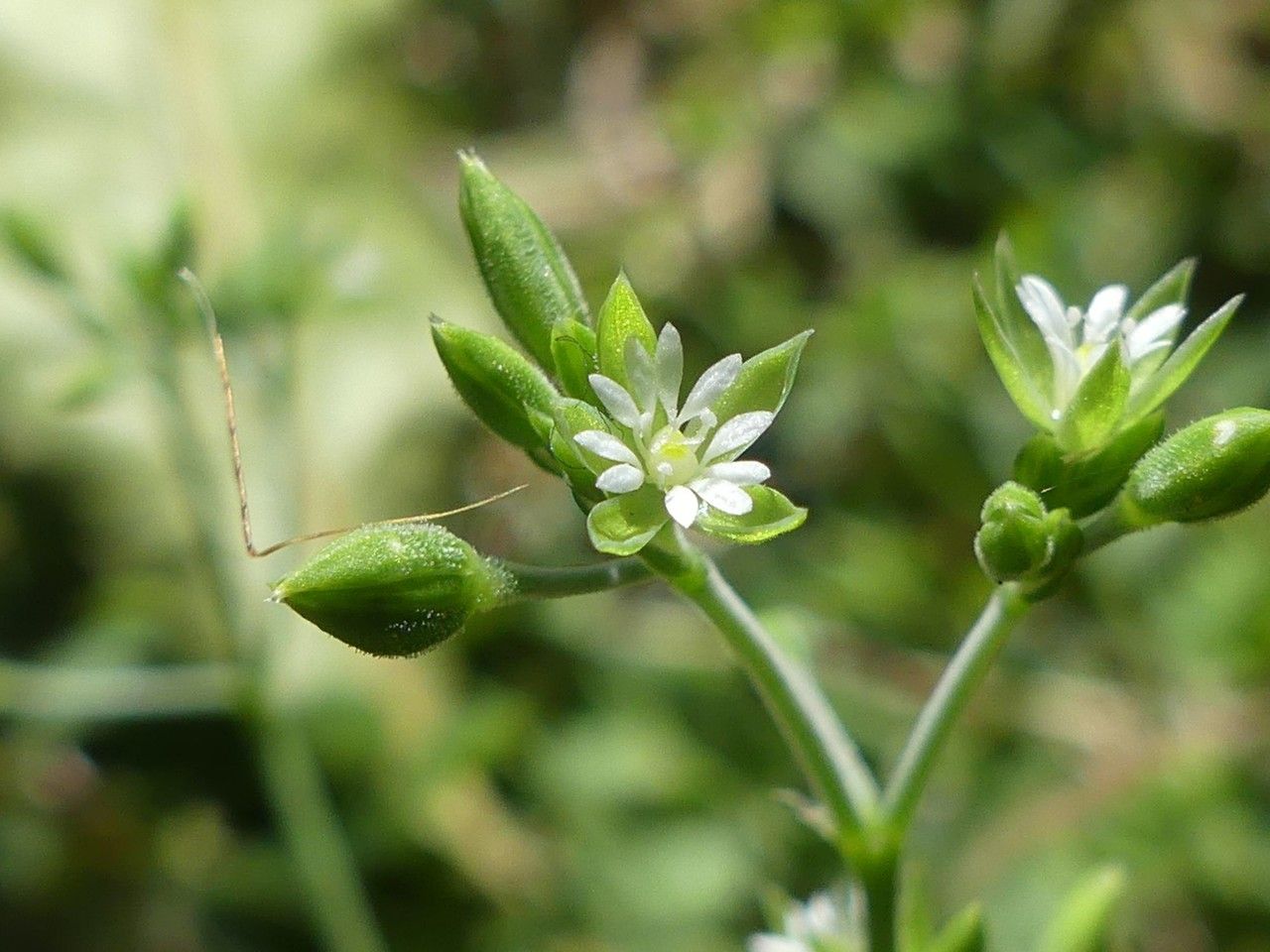 Drymaria cordata flower